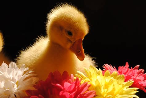 Charming Duckling Surrounded by Flowers - 4K Ultra HD Wallpaper