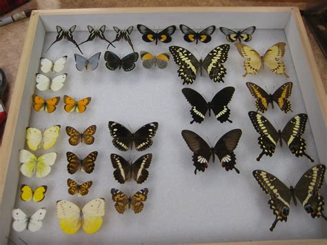 How To Pin Butterflies | BEYONDbones