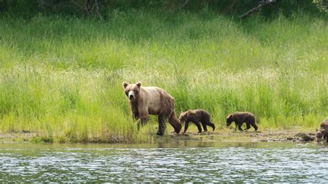 Katmai National Park And Preserve Wallpapers - Wallpaper Cave