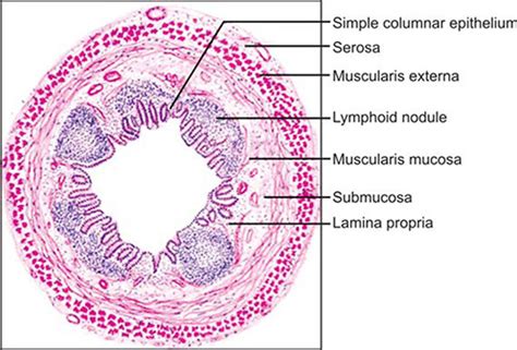 Vermiform Appendix Histology