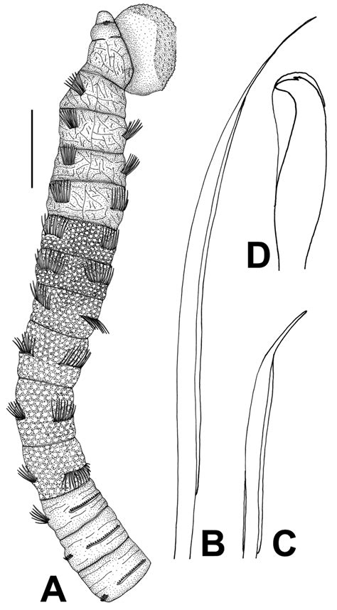 Notomastus mossambicus. A. Anterior part, lateral view. B. Capillary... | Download Scientific ...