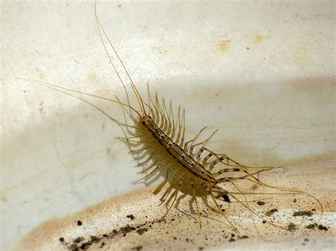 Silverfish Centipede