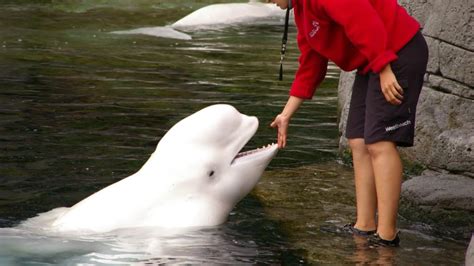 What Do Beluga Whales Eat - Beluga Whale Diet Facts - SciQuest