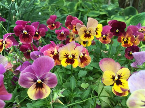 Pansy Isn't The Best Name For These Hardy Flowers ~ Bees and Roses