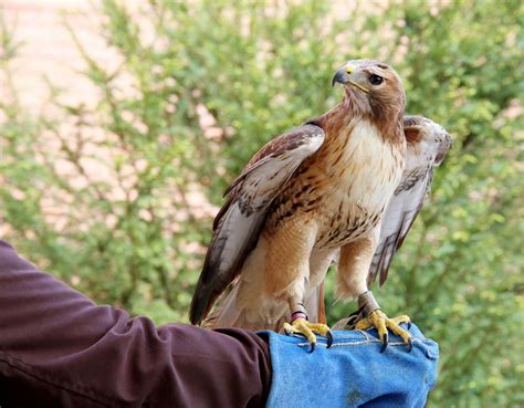 Types of Hawks | Types of hawks, Barn swallow, Hawk species