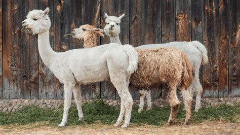 Guard Alpacas: What Farm Animals Can Alpacas Protect?