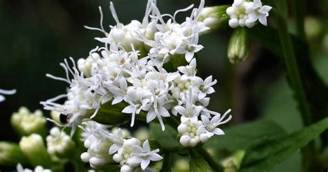 Snakeroot Flowers-cs