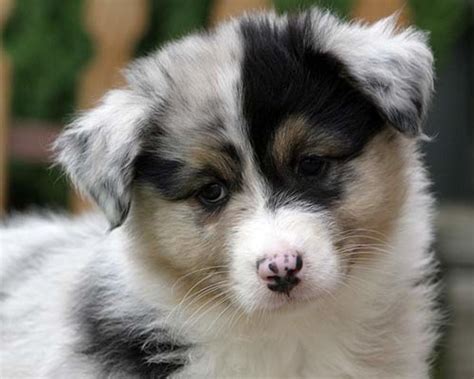 Top 10 Best (and Cutest!) Dog Breeds for Families | PetHelpful