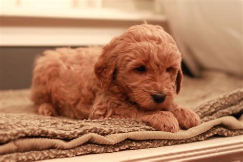 Red goldendoodle puppy at 7 weeks old (just a little peanut!). From River Valley Doodles 2013 ...