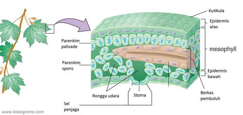 Gambar Jaringan Penyokong Hewan Beserta Gambarnya Dosenbiologi Contoh ...