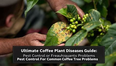 Ultimate Coffee Plant Diseases Guide: Pest Control Tips For Common Coffee Tree Problems!