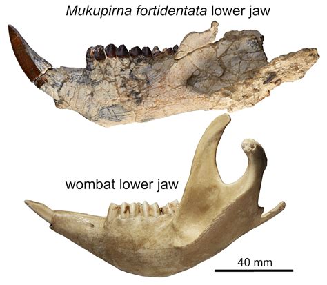 25-million-year-old fossils of a bizarre possum and strange wombat relative reveal Australia’s ...