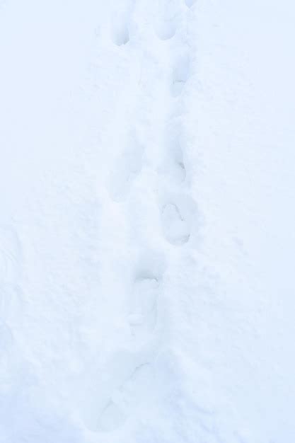 Premium Photo | Animal footprints on snow