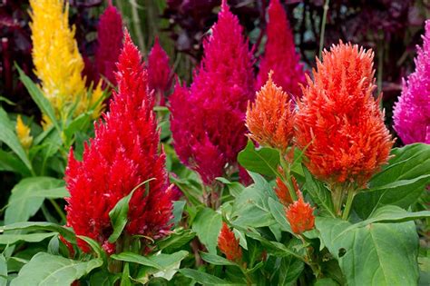 Celosia Plant Buying & Growing Guide | Trees.com