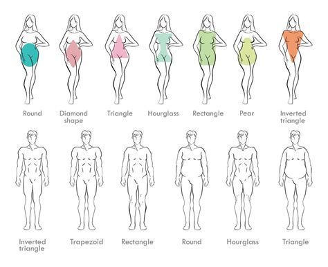 Male and Female Body Types 9641042 Vector Art at Vecteezy