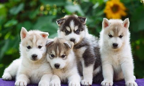 See 13 Rare and Unique Husky Colors - A-Z Animals