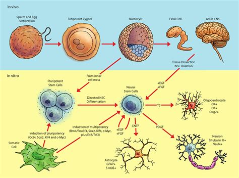 Frontiers | The Genetic and Epigenetic Journey of Embryonic Stem Cells ...