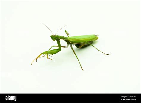 Praying mantis Praying mantis Stock Photo - Alamy