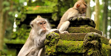 Ubud Monkey Forest | Sacred Monkey Forest Sanctuary Ubud Bali