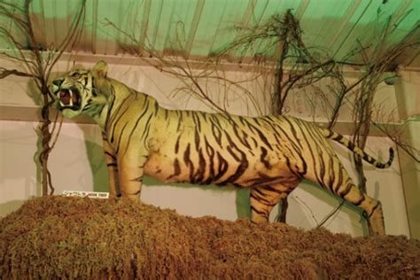 Java Tiger | Extinct tigers, Wild cats, Tiger