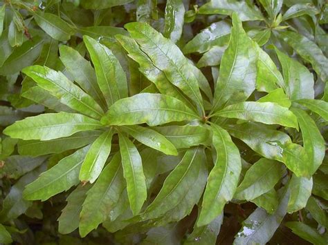 Myrica cerifera (Bayberry, Candleberry, Dwarf Bayberry, Dwarf Wax ...