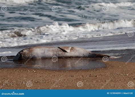 Dead Dolphin Thrown on Beach Stock Image - Image of fish, cockleshell ...