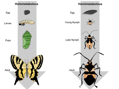 Insect Life Cycle Diagram