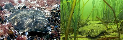 Evolution on the fast lane—One flounder species became two