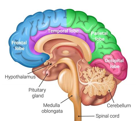 The Brain | GCSE Biology Revision