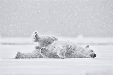 Snow Polar Bear Wallpaper 2048x1365 81688 - Baltana