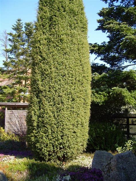 Protect Your Privacy With These Five Evergreen Trees | Evergreen trees for privacy, Privacy ...