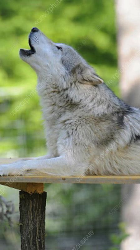 Grey wolf howling - Stock Video Clip - K003/3328 - Science Photo Library