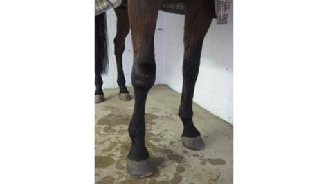 Lame Horse Symptoms, Treatment, and Prevention – Equine Ridge