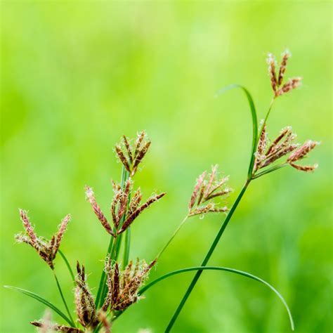 Nut grass, Purple nut sedge – Bailey's Tree & Landscaping, Inc.