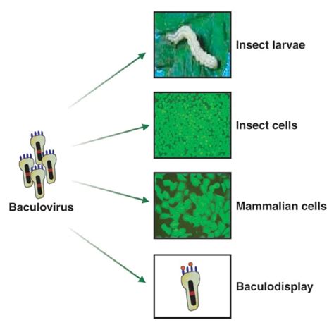 Baculovirus-Mammalian cell Protein Expression System - Profacgen