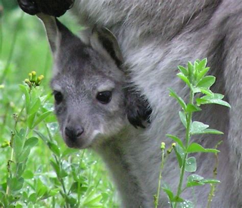 Baby Wallaroo Peeks Out of the Pouch - ZooBorns