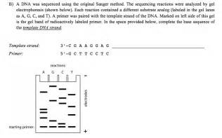 A DNA Was Sequenced Using The Original Sanger Meth... | Chegg.com