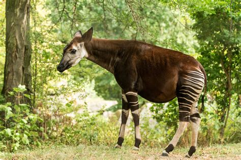 This Unique Animal Known As An Okapi Might Look Like A Zebra, But It’s ...