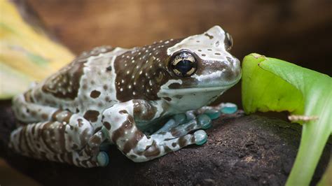 Amazon Milk Frog Facts and Pictures