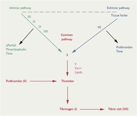 Coagulation Cascade Diagram Simple