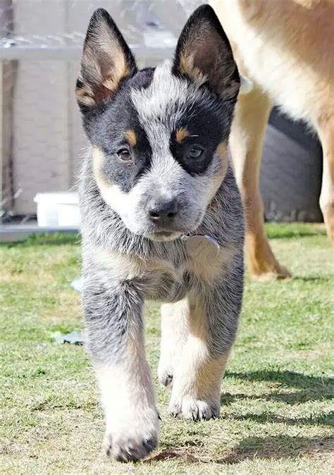 10+ Best Australian Cattle Dog Names - The Paws