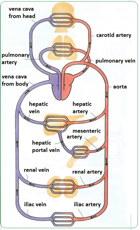 Diagram Of Veins And Arteries - General Wiring Diagram