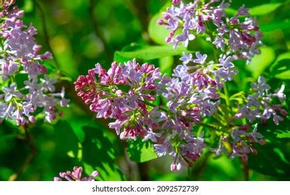 417 New hampshire state flower Images, Stock Photos & Vectors | Shutterstock