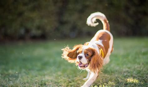 Training A Cavalier King Charles Spaniel To Come Back: Tips And Tricks - Easy Spaniel Training