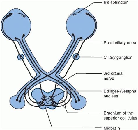 Doctors Gates: Diagram shows pathway of the pupillary light reflex