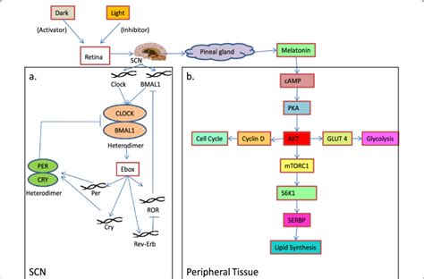 Correlation between circadian rhythm and metabolism. a In SCN,... | Download Scientific Diagram