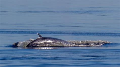 Whales of the North Atlantic | Adventure Canada