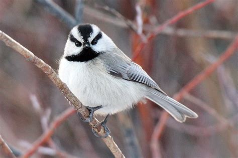 A dominant species in many arenas: the 12 gram Black-capped Chickadee - FeederWatch