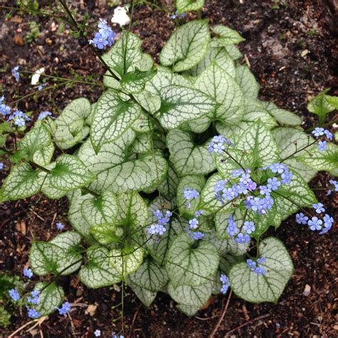 Brunnera macrophlla | Plants, Garden