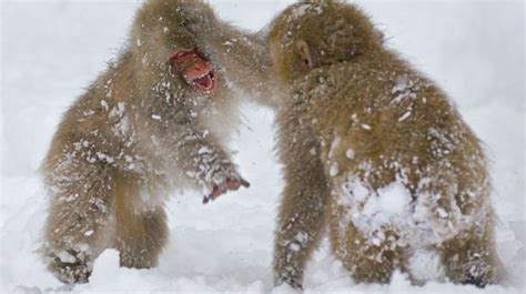 Japanese Macaques play with snowballs for fun. — Dan's Pet Care